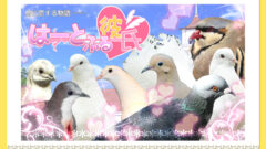 hatoful-boyfriend_141125