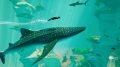 abzu Nintendo Switch 181114
